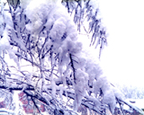 winter_0105